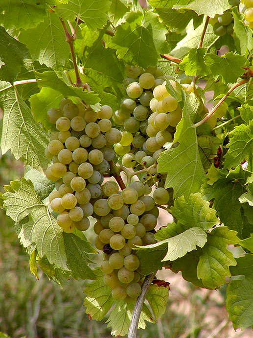 vermentino-gallura-03