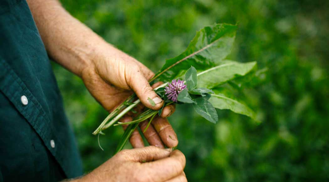 Agricoltura Biologica e Chimica: la differenza