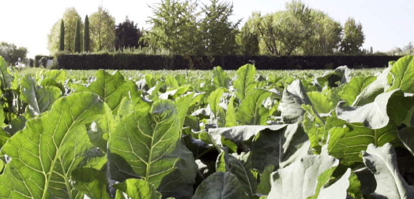 Il broccoletto di Custoza: un gusto tutta salute